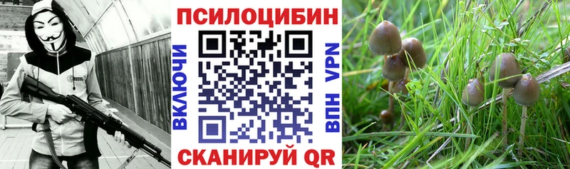 купить  сайты  блэк спрут зеркало  Галлюциногенные грибы Cubensis  Ростов 